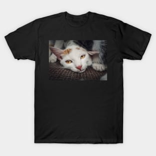 abandoned kitten T-Shirt